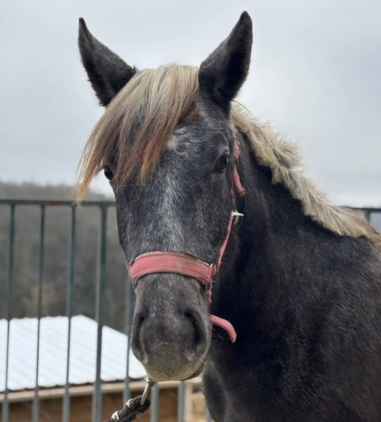 poney connemara D 2 ans sport pleins papiers