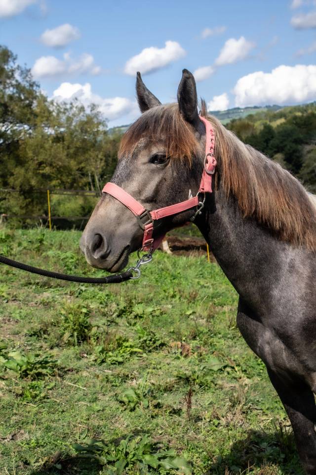poney connemara D 2 ans sport pleins papiers