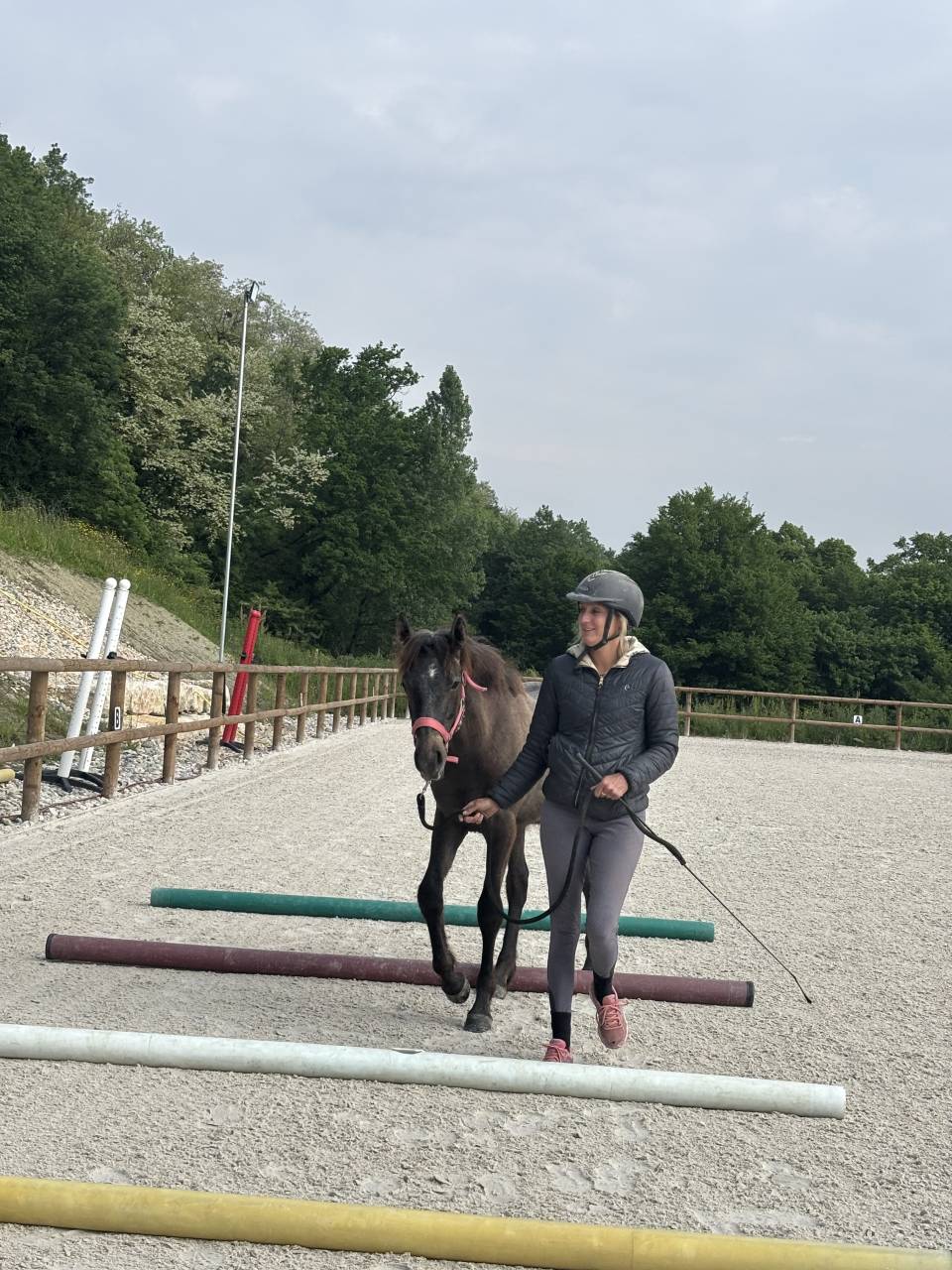 poney connemara D 2 ans sport pleins papiers