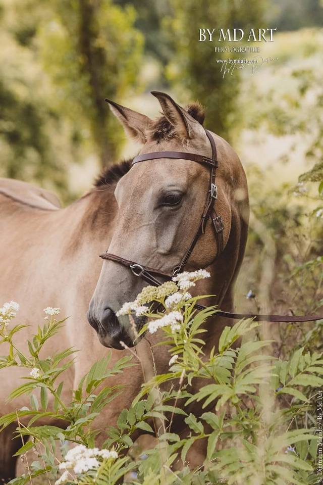 Top jument PP PRE mental++