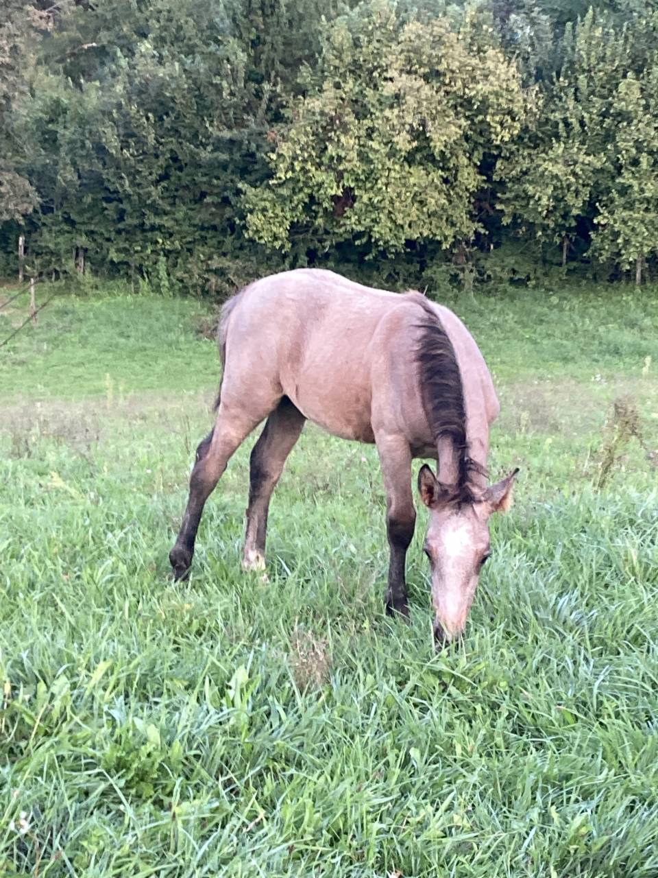 Poulain 1 an pleins papiers connemara
