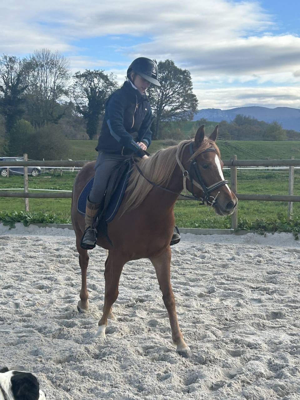 Jument Pur sang arabe 