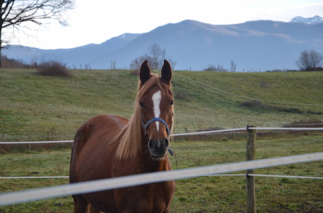 Jument Pur sang arabe 