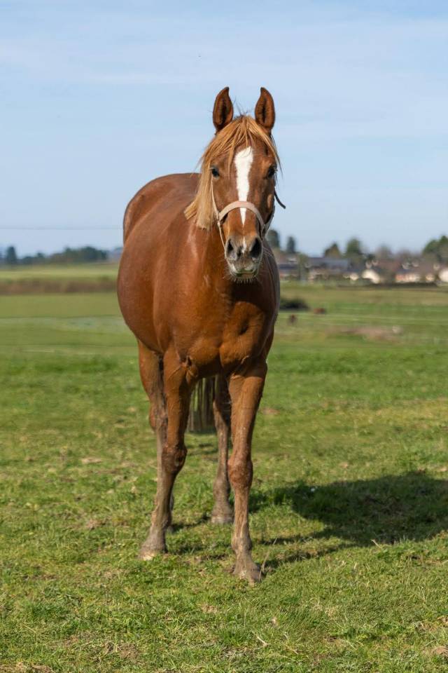 Jument Pur sang arabe 