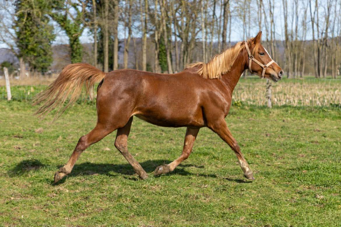 Jument Pur sang arabe 