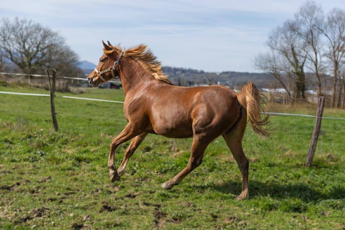 Jument Pur sang arabe 