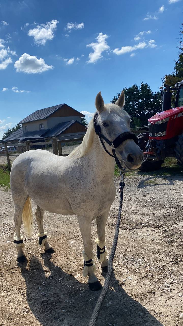 Cheval &agrave; confier (secteur 74/73/69/01/SUISSE) 