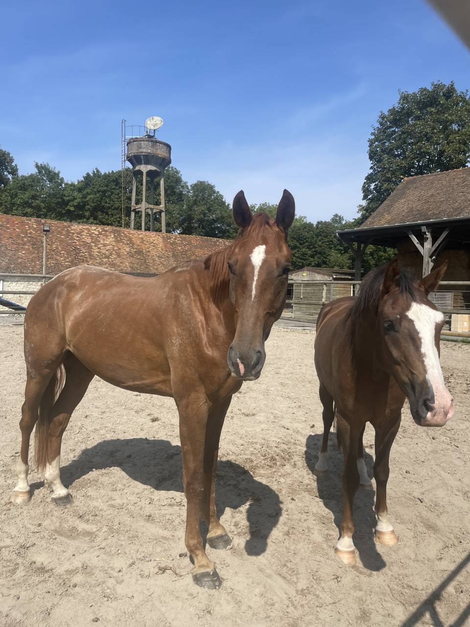 LOOK STAR DES REAGES A VENDRE 