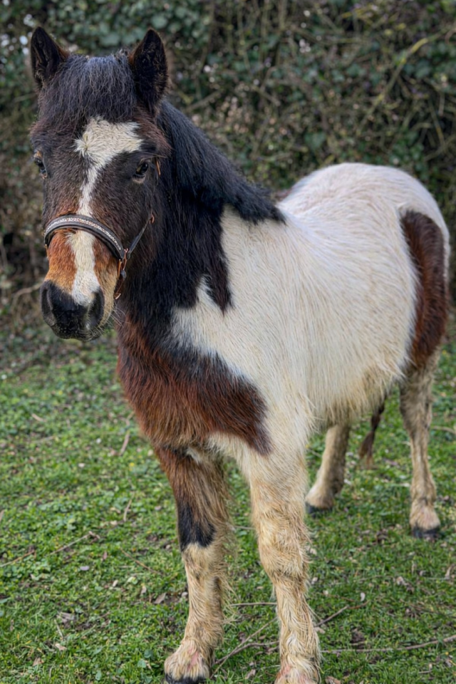 Obelix - Poney fran&ccedil;ais de selle 