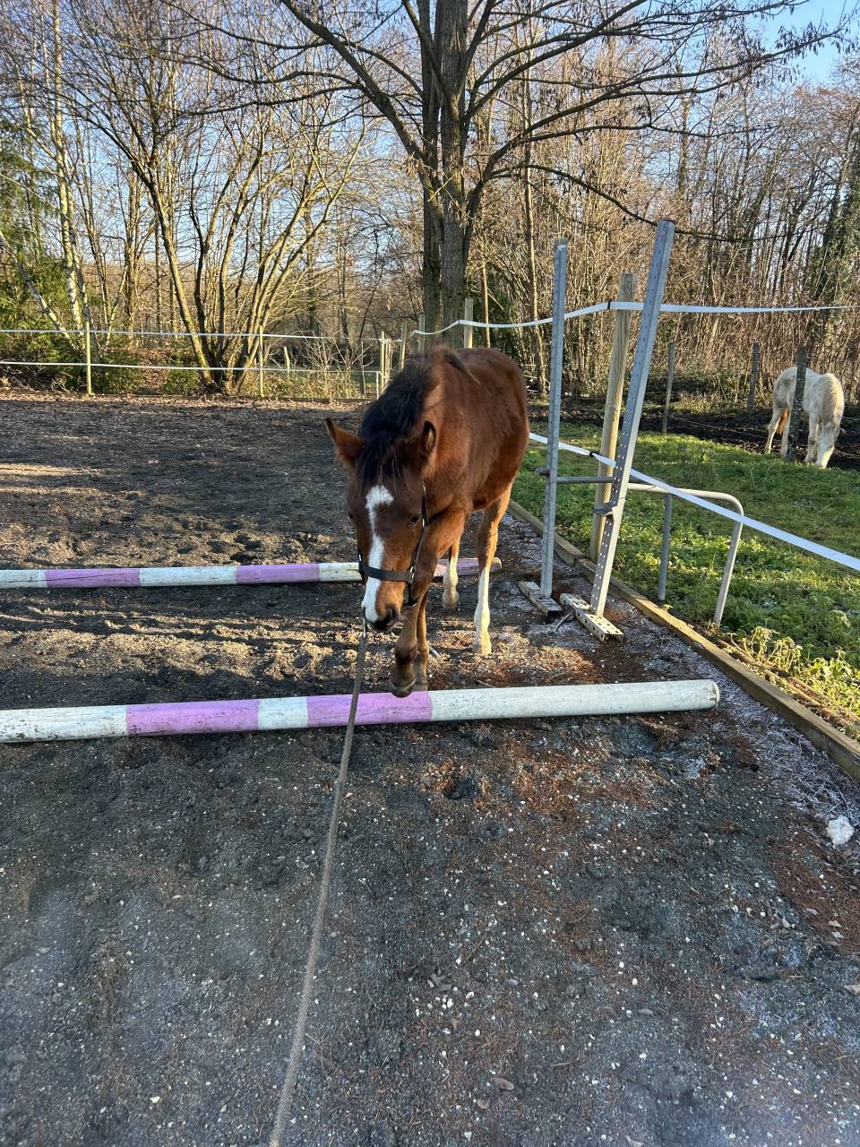 Poulain poney fran&ccedil;ais de selle 