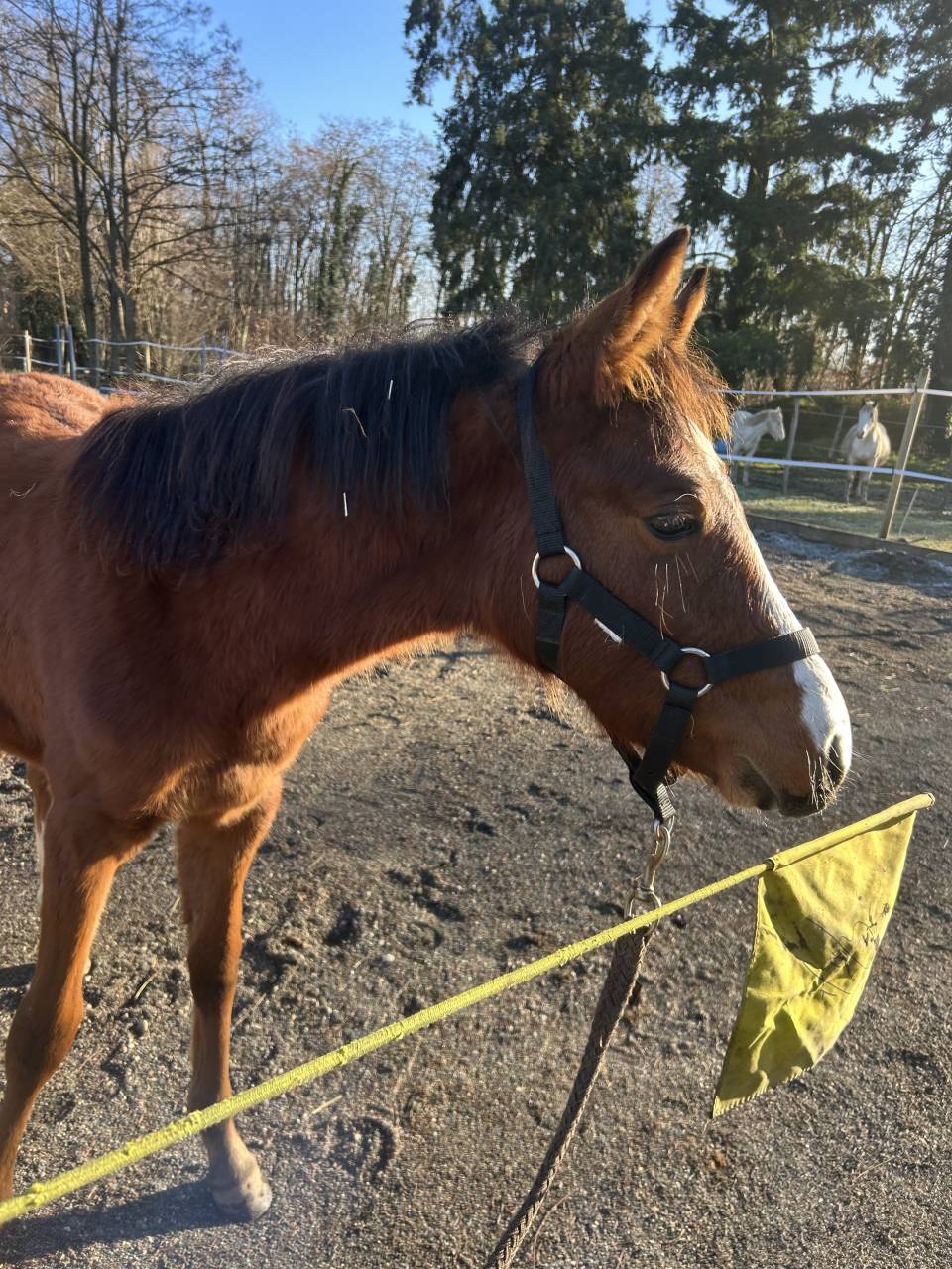 Poulain poney fran&ccedil;ais de selle 