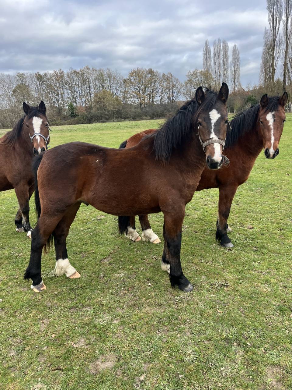 Poulain 2 ans - Futur Etalon par Movie Star Tilia 
