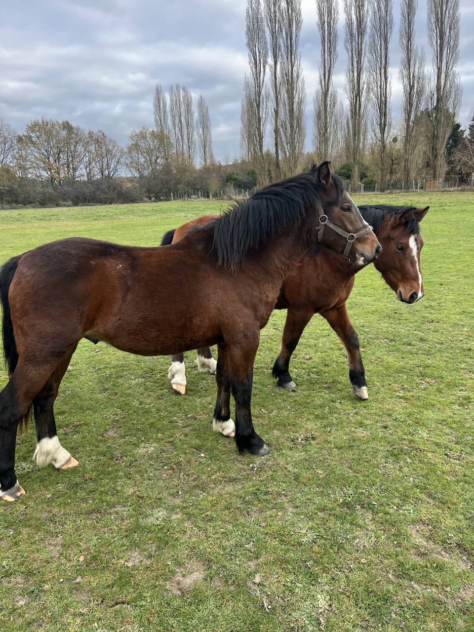 Poulain 2 ans - Futur Etalon par Movie Star Tilia 