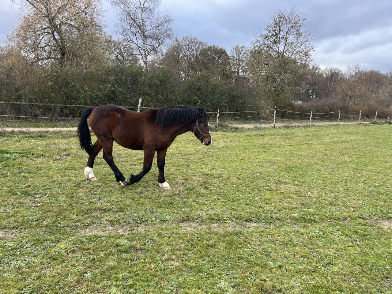Poulain 2 ans - Futur Etalon par Movie Star Tilia 
