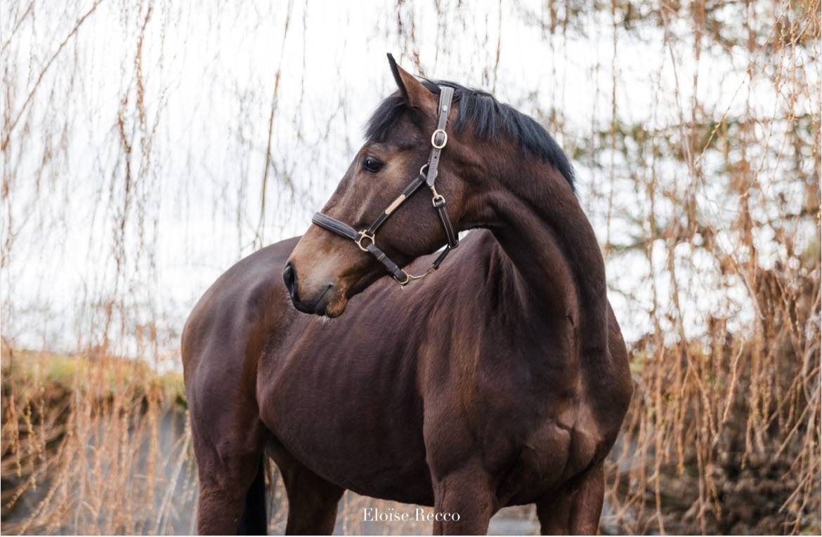 Hongre 6ans pur-sang 