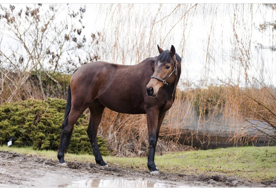 Hongre 6ans pur-sang 