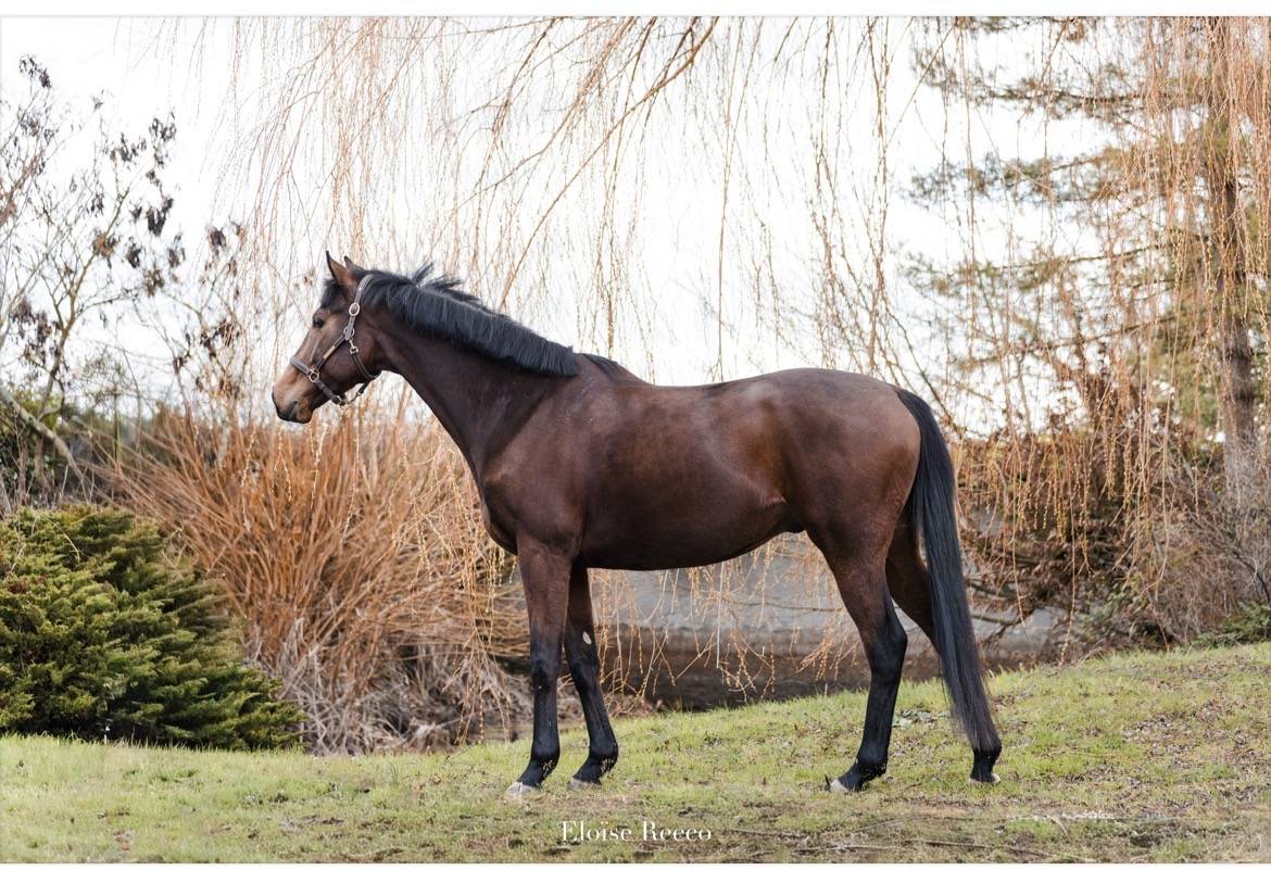 Hongre 6ans pur-sang 