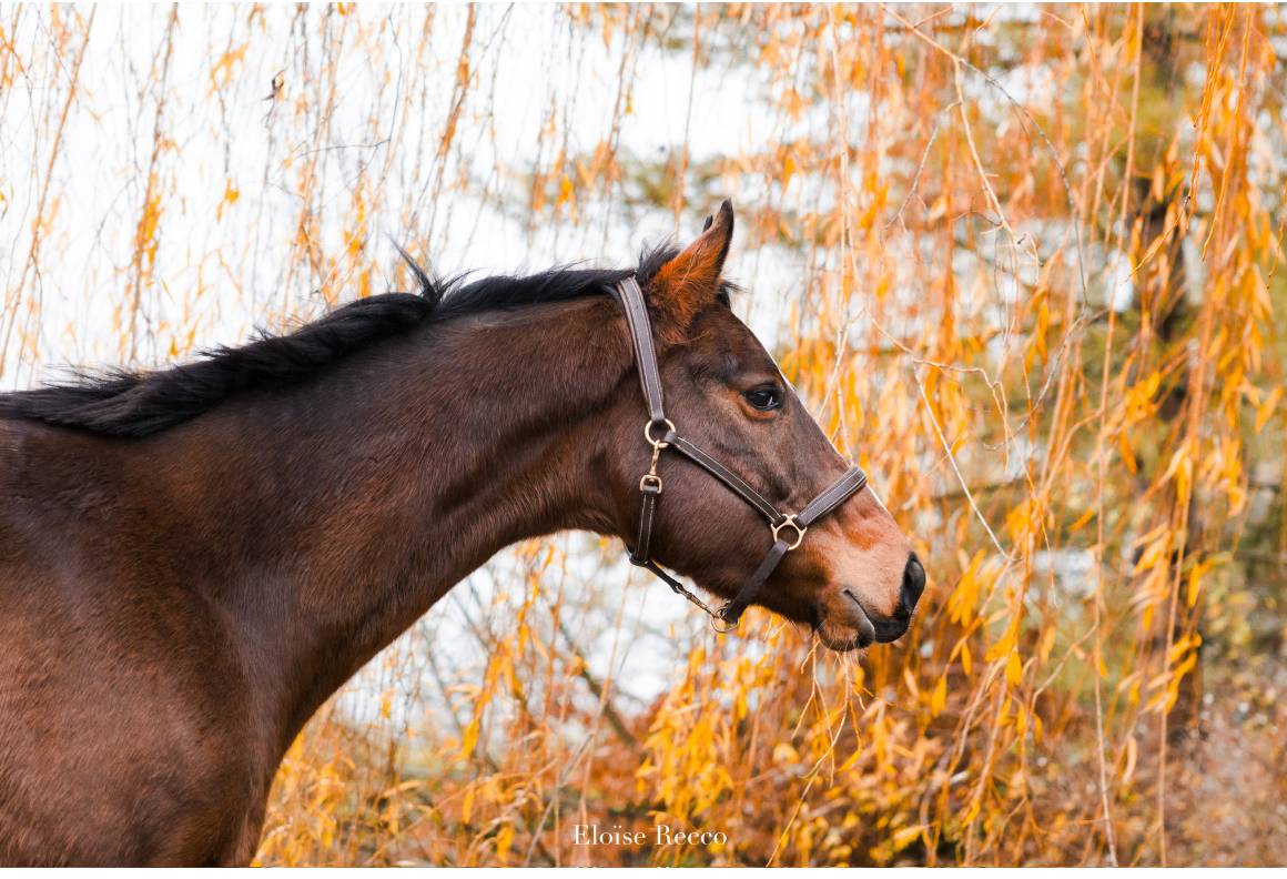 Hongre 5ans pur-sang 