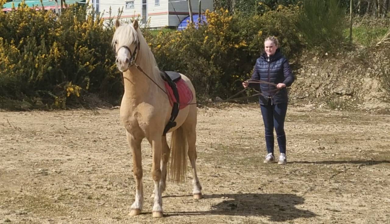 Poney welsh entier