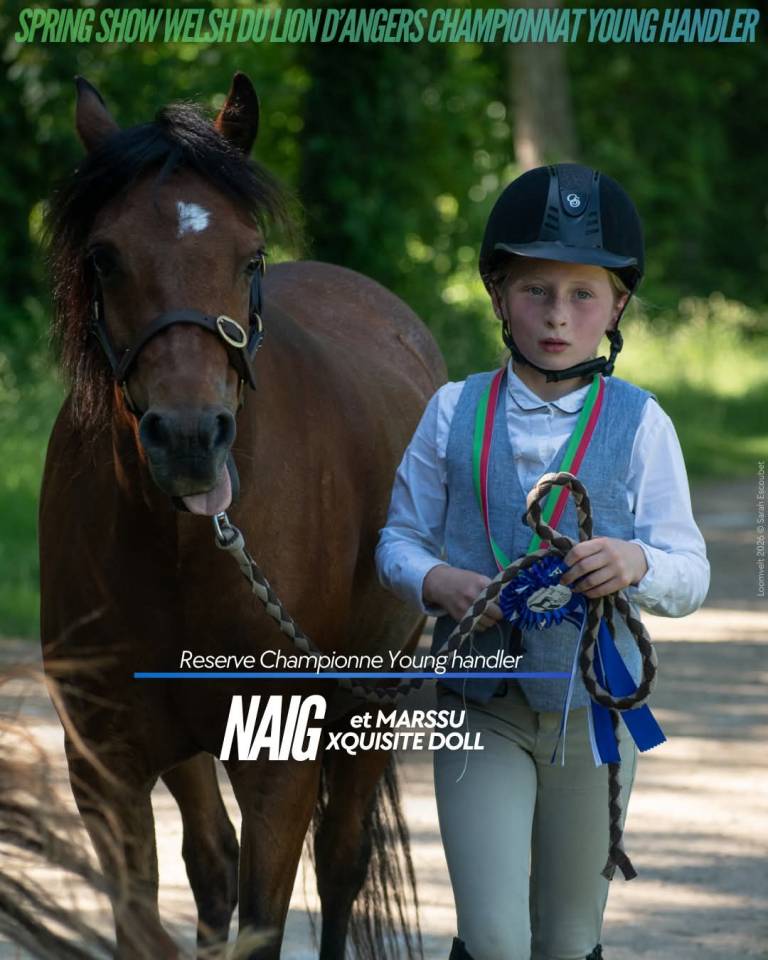 Ponette welsh pony