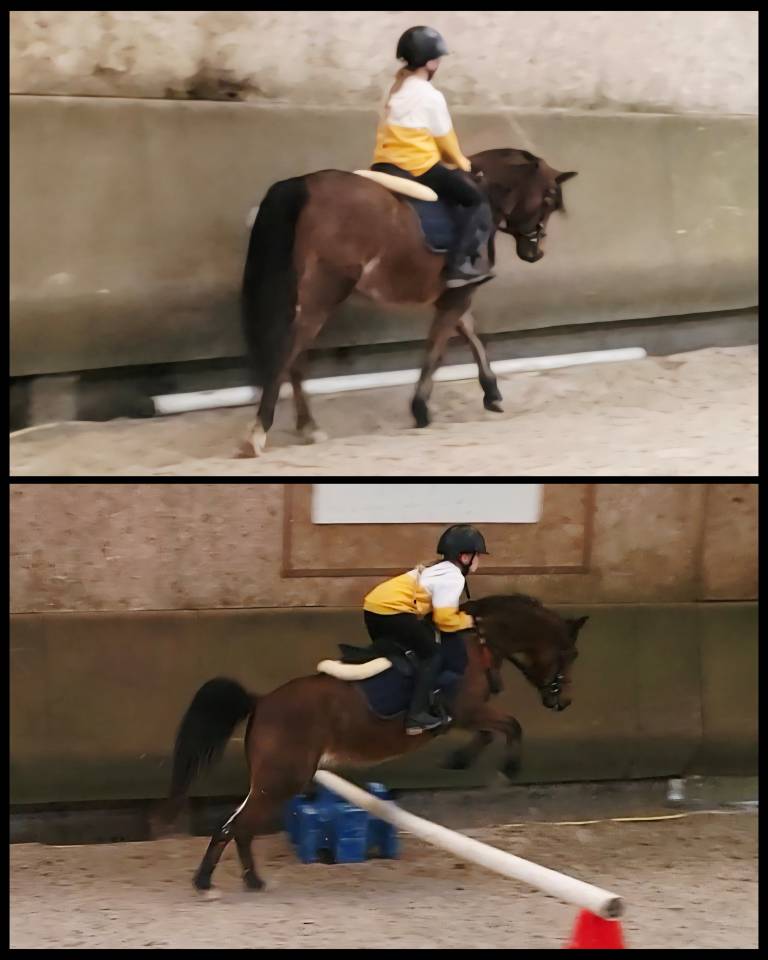 Ponette welsh pony