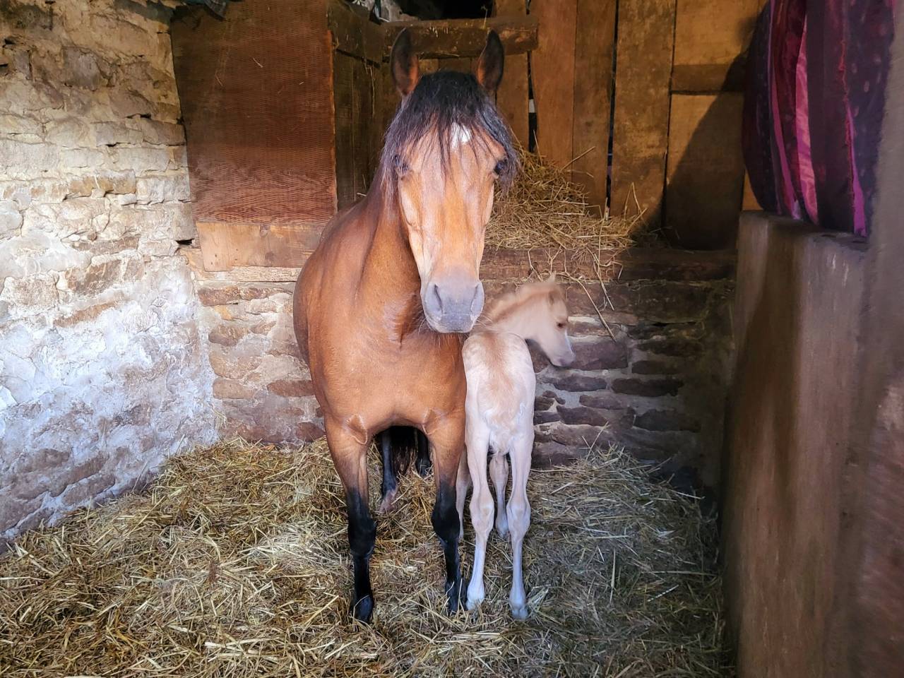 Ponette welsh pony