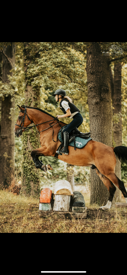 Vestige cherche une nouvelle famille 