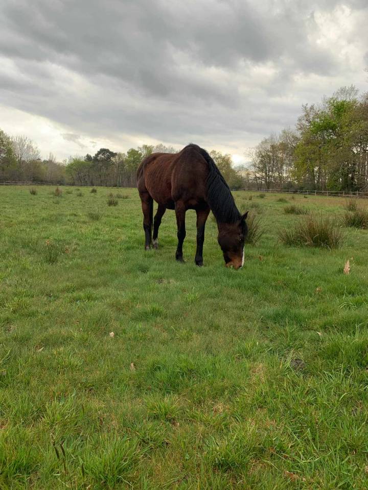 Recherche cavali&egrave;re 