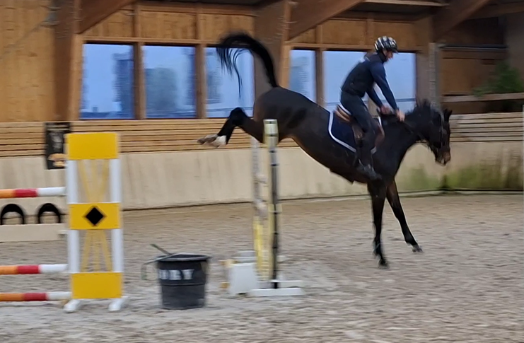 Belle Jument potentiel 135