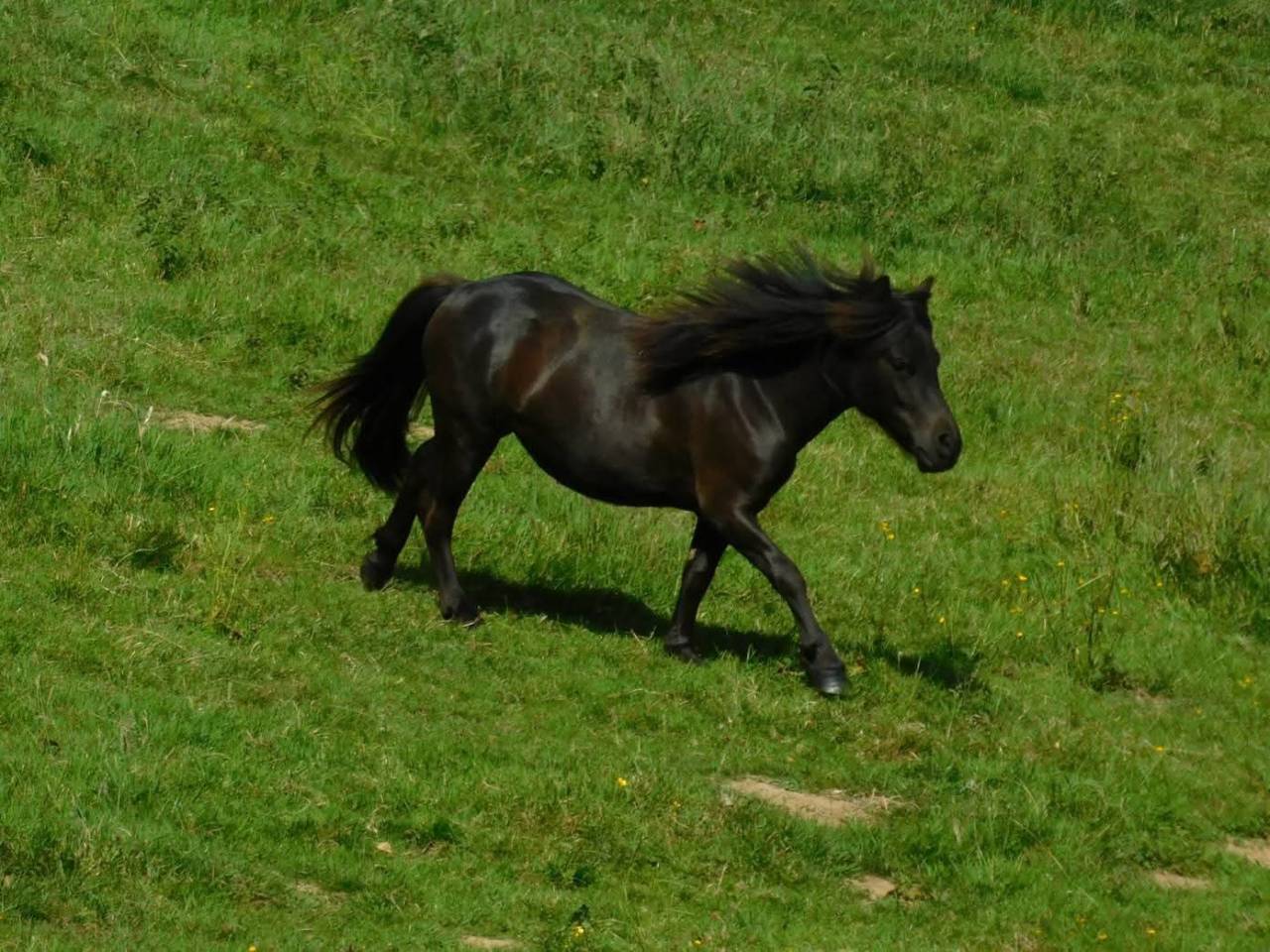 Poney Shetland 