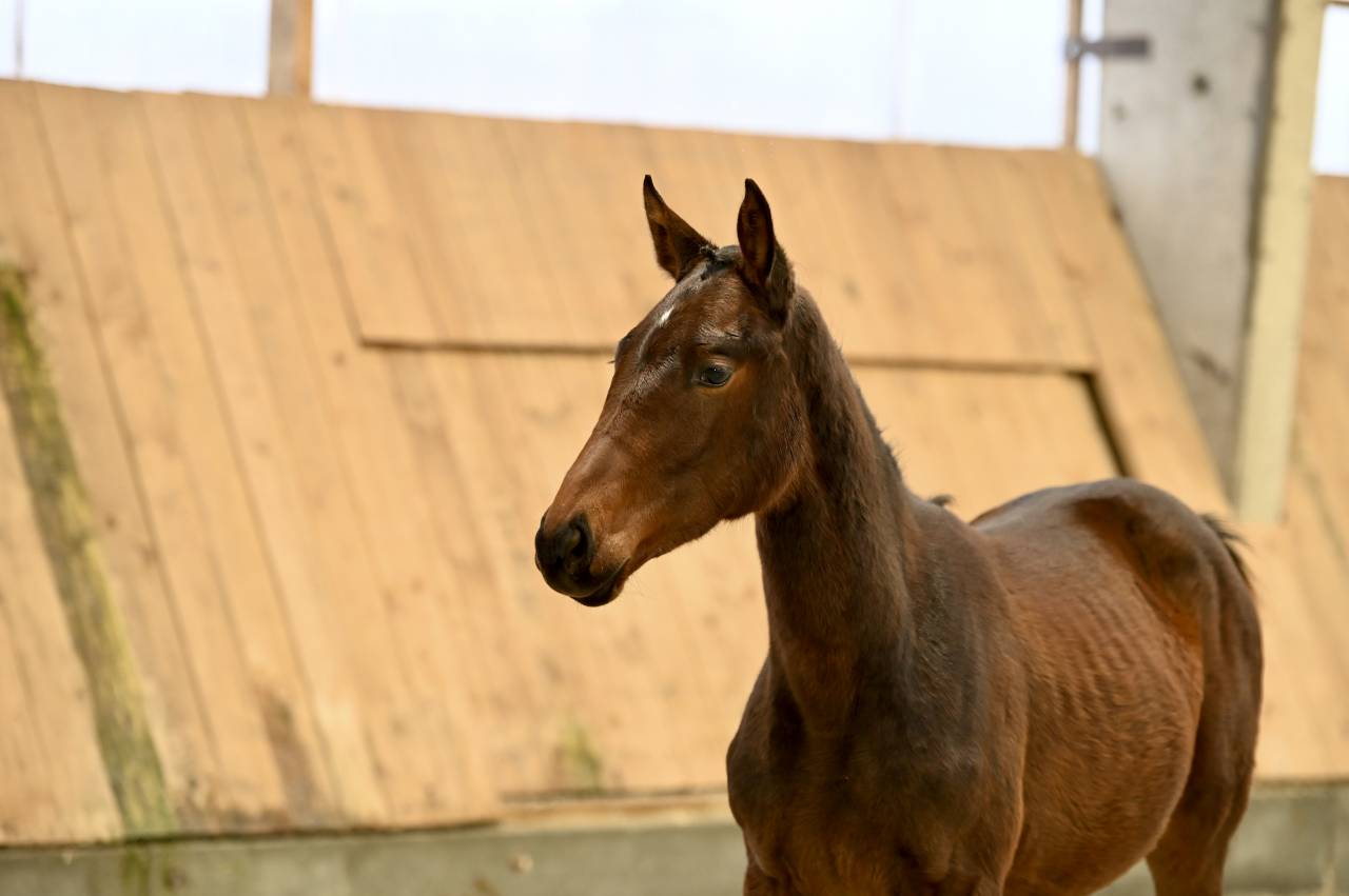 Filly (2025) I'm Special de Muze x Toulon x Ramiro z