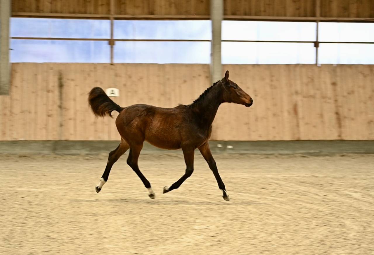 Filly (2025) I'm Special de Muze x Toulon x Ramiro z
