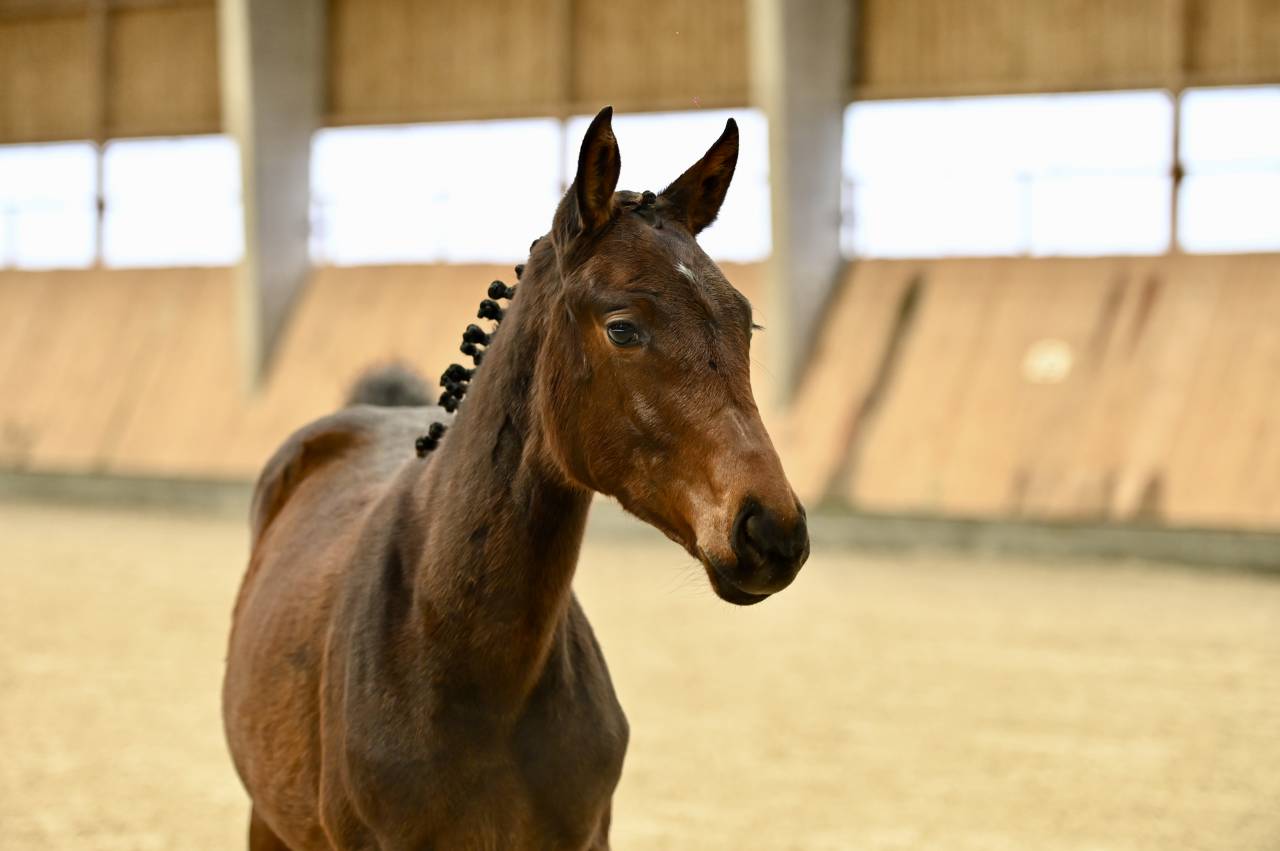 Filly (2025) I'm Special de Muze x Toulon x Ramiro z