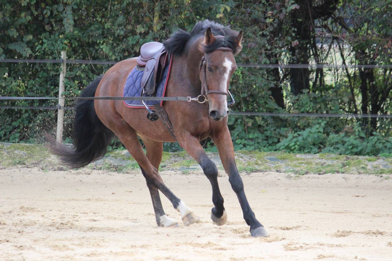 Poney D 5 ans pr&ecirc;t Pelite pour As a terme.