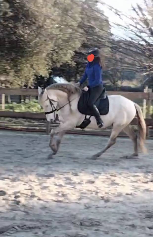 Vend entier pur race espagnol creme