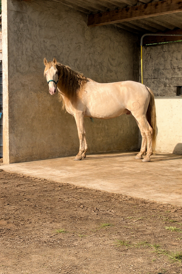 Vend entier pur race espagnol creme