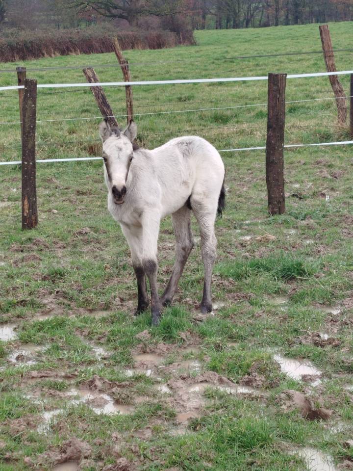 Poulain connemara part bred lign&eacute;e CSO Isabelle