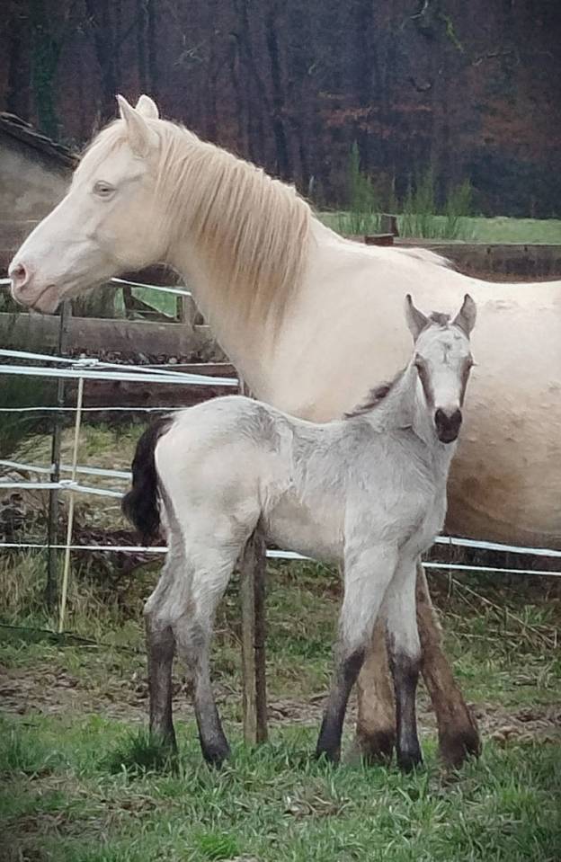 Poulain connemara part bred lign&eacute;e CSO Isabelle
