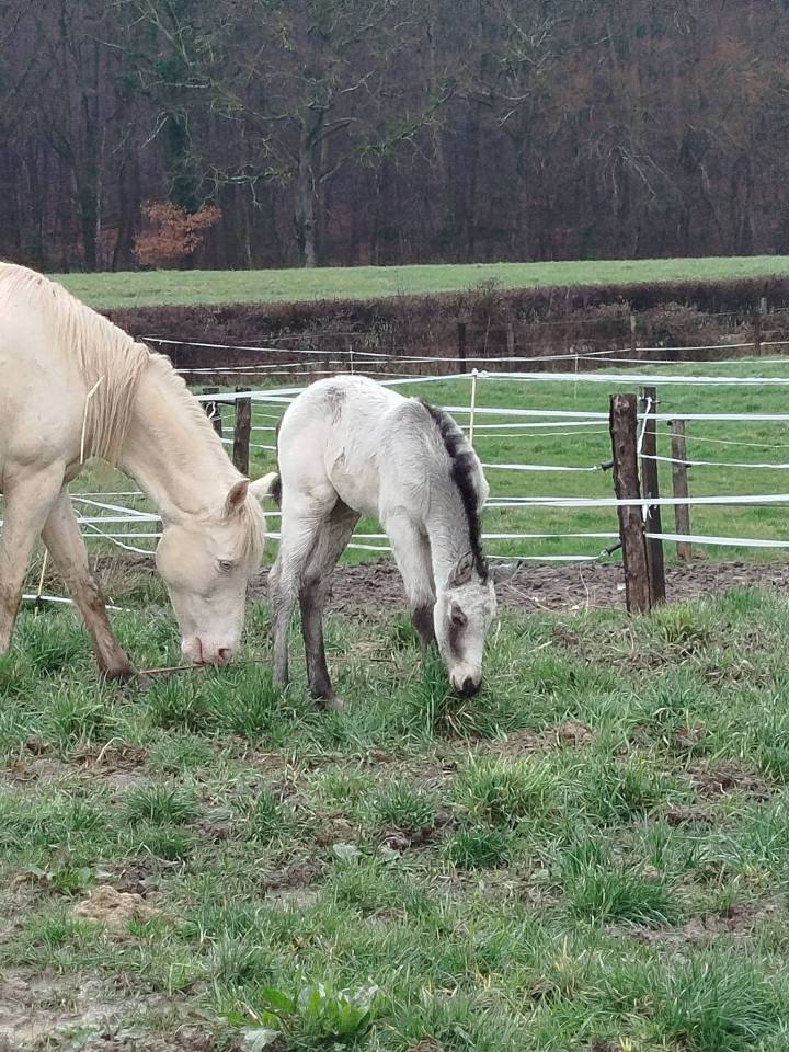 Poulain connemara part bred lign&eacute;e CSO Isabelle