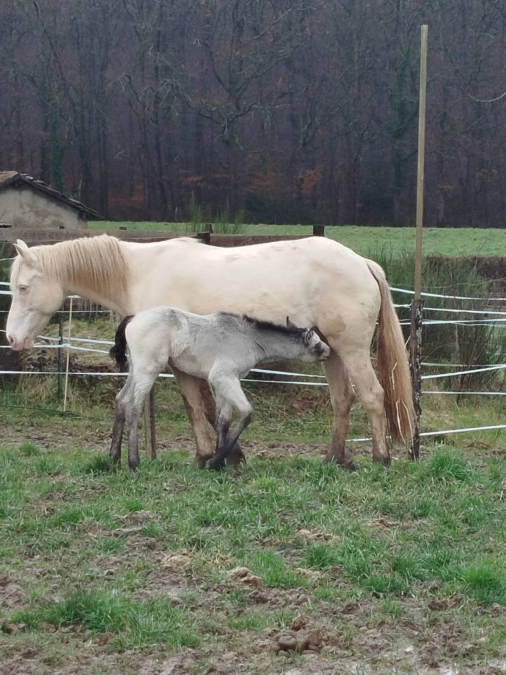 Poulain connemara part bred lign&eacute;e CSO Isabelle