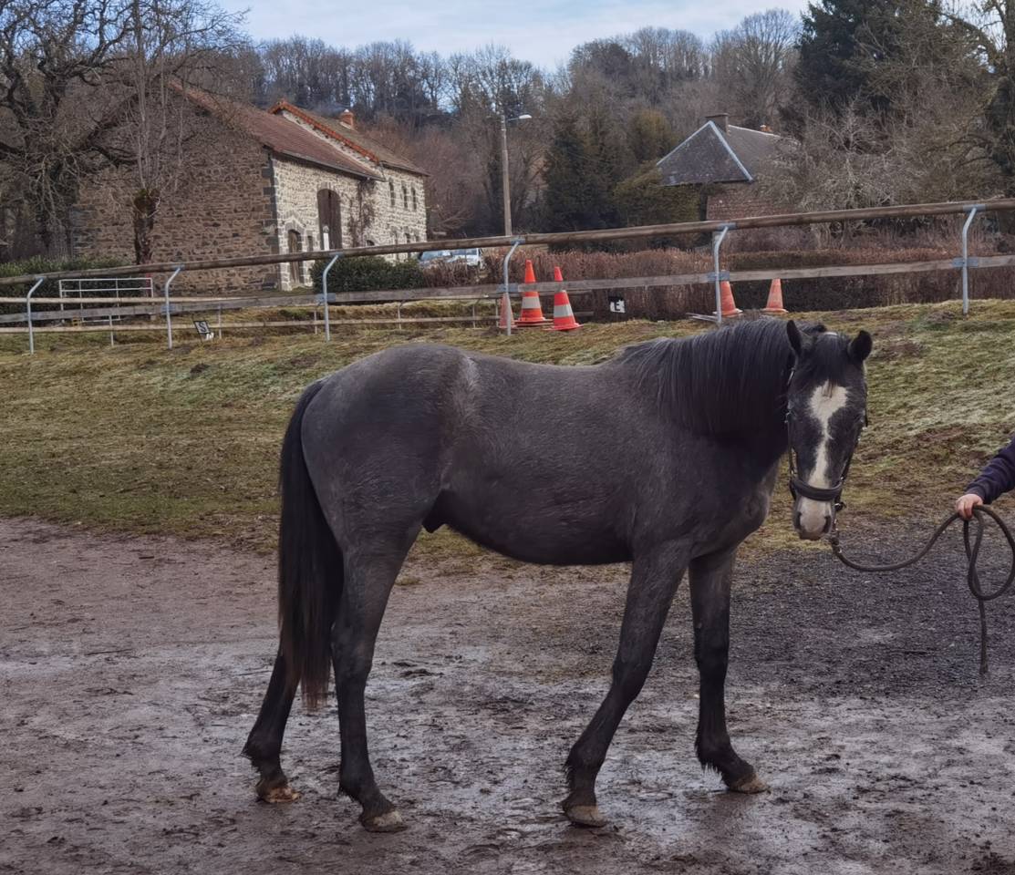 Jeune cheval par l arc de triomphe