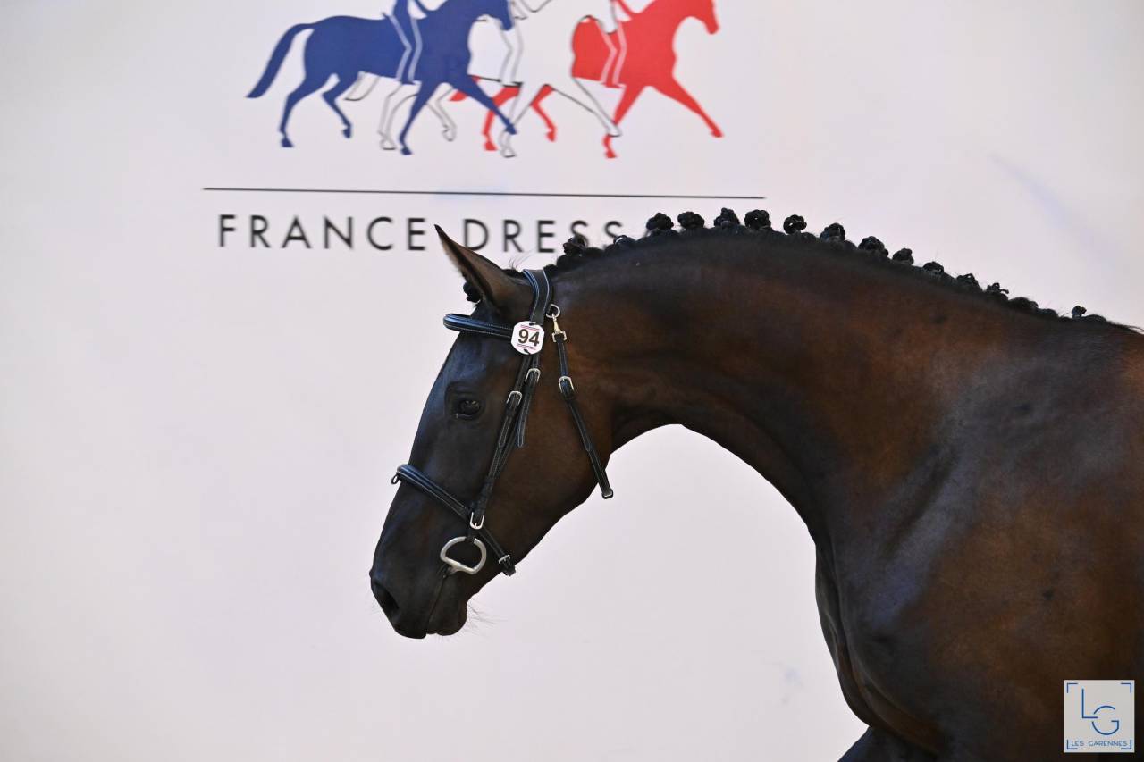 A vendre, pouliche 3ans 1/2