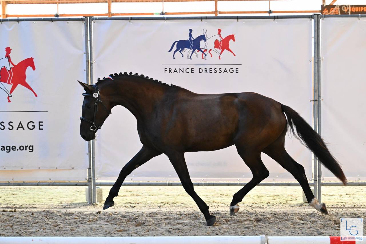 A vendre, pouliche 3ans 1/2