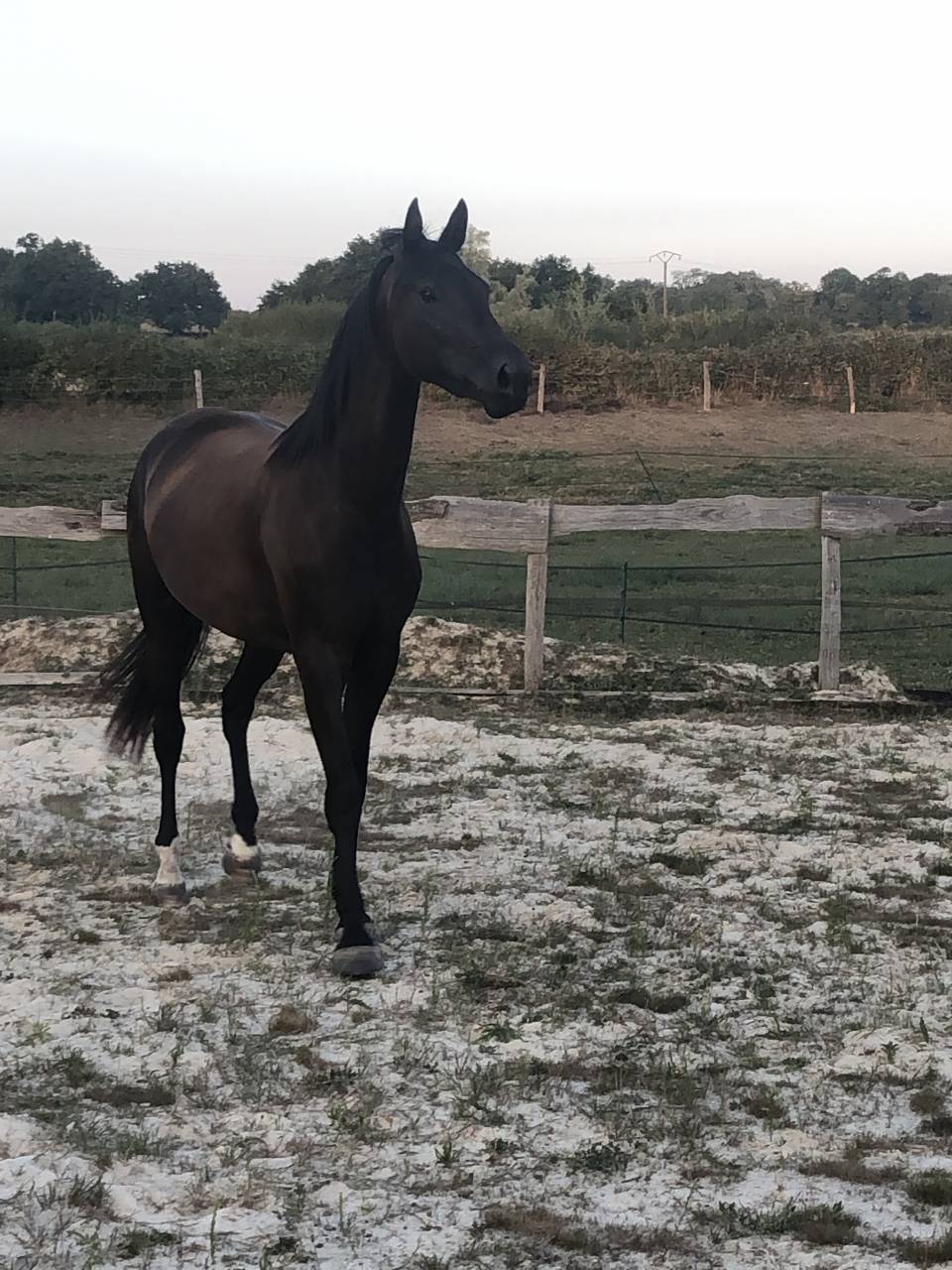 A vendre, pouliche 4 ans