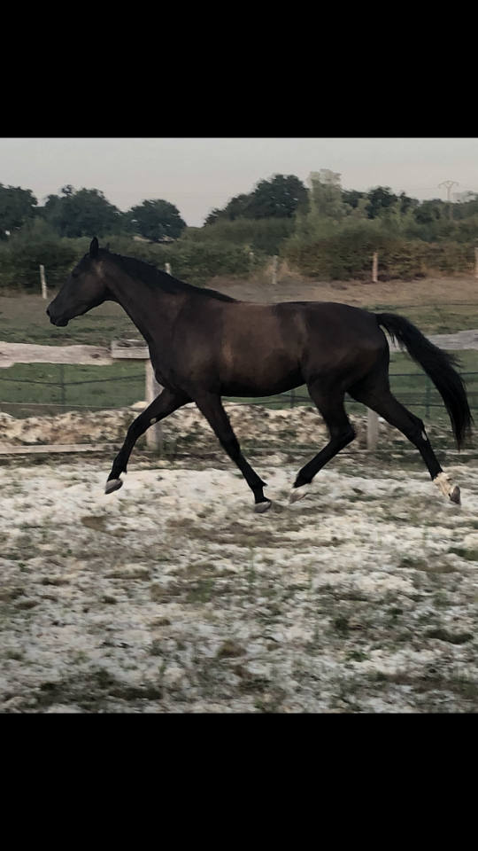 A vendre, pouliche 4 ans