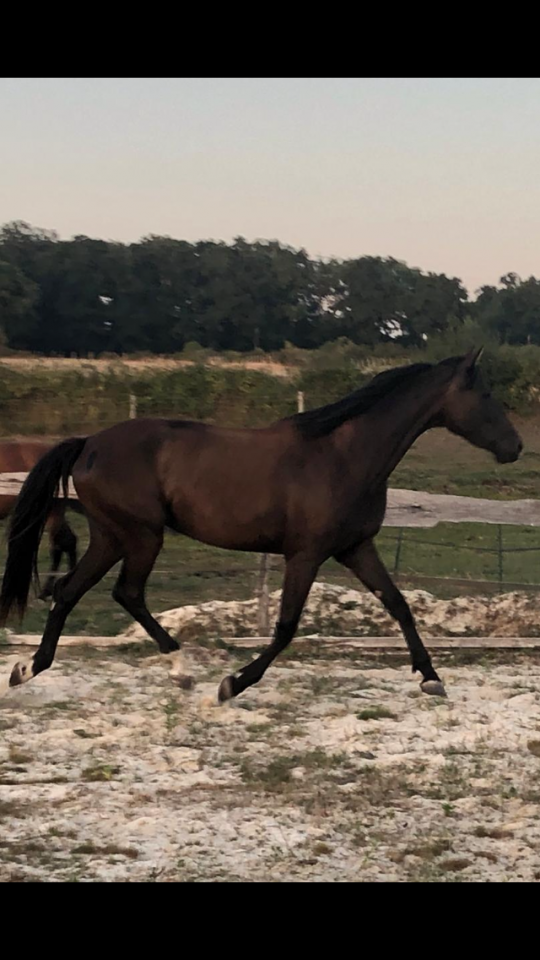 A vendre, pouliche 4 ans