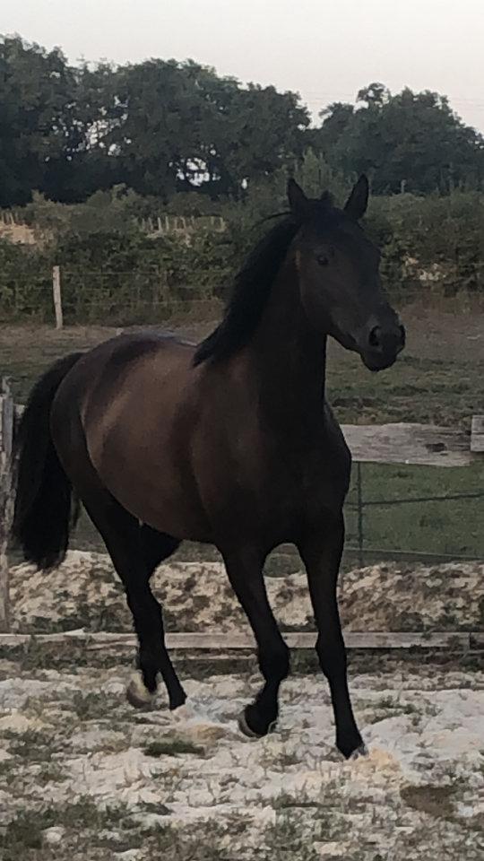 A vendre, pouliche 4 ans