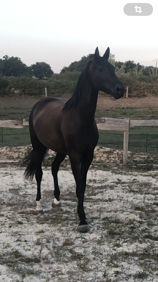 A vendre, pouliche 4 ans