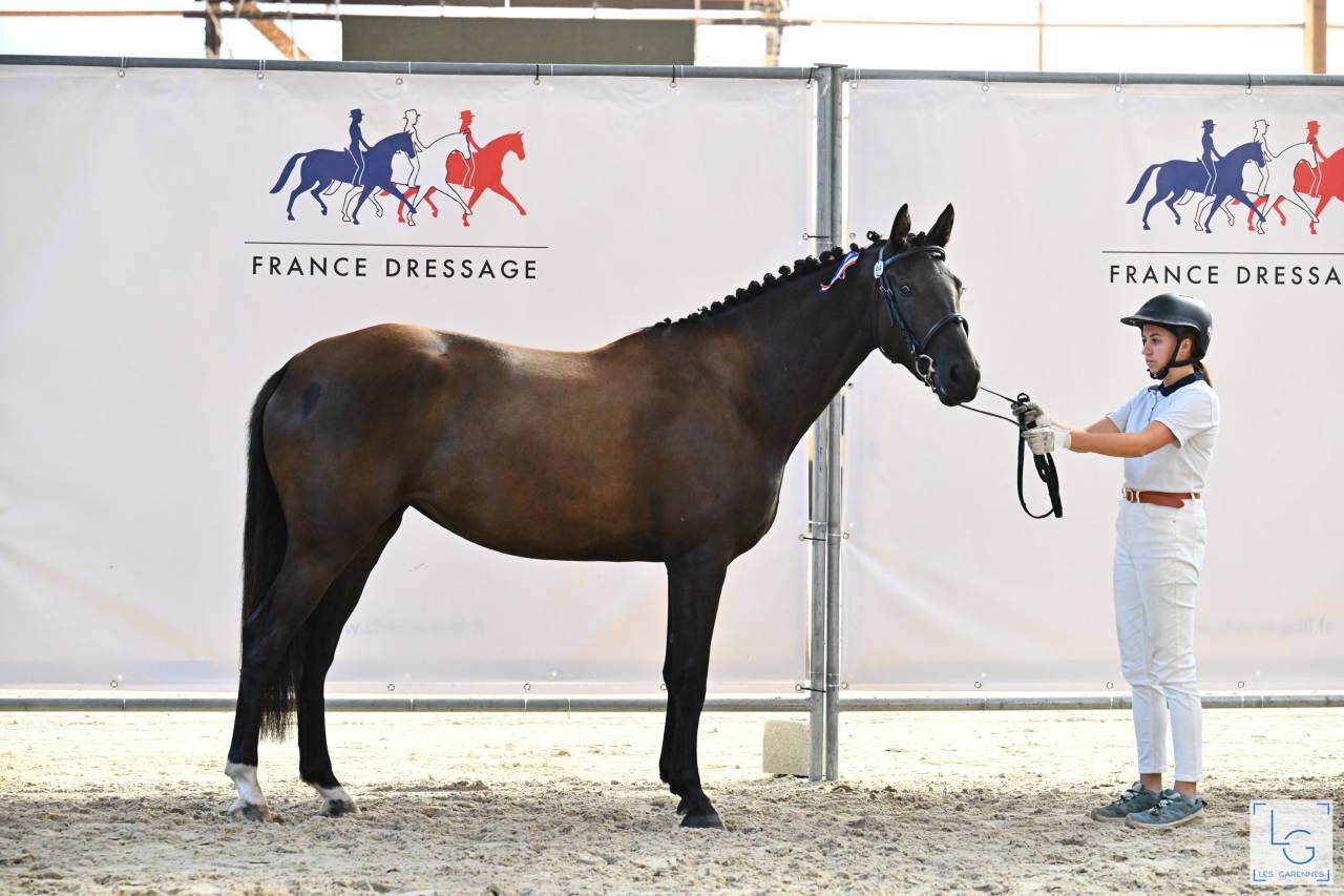 A vendre, pouliche 4 ans