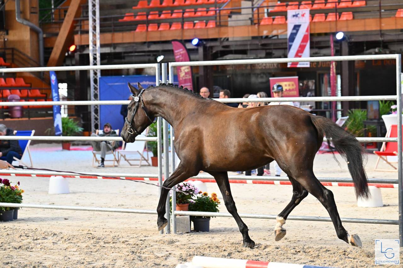 A vendre, pouliche 4 ans